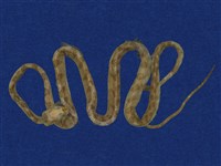 大頭蛇藏品圖，第1張
